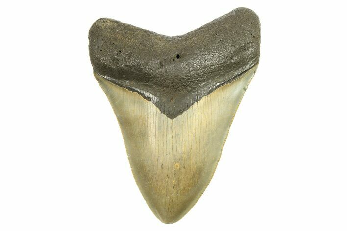 Serrated, Fossil Megalodon Tooth - North Carolina #298931